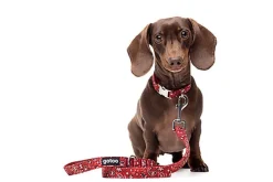 Gotoo - Collier en Paisley Rouge pour chien