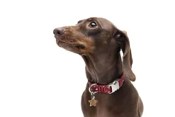 Gotoo - Collier en Paisley Rouge pour chien