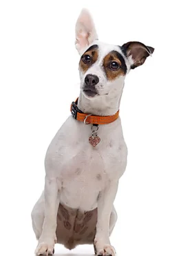 Gotoo - Collier Essentials en Nylon Premium Orange pour Chien