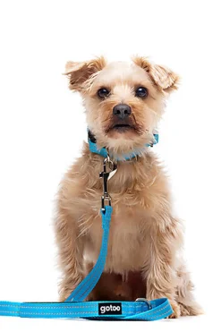 Gotoo - Collier Essentials en Nylon Premium Bleu pour Chien