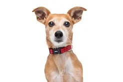 Gotoo - Collier Essentials en Nylon Premium Rouge pour Chien