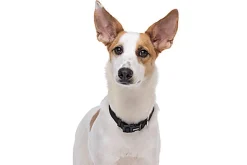 Gotoo - Collier Essentials en Nylon Noir pour Chien