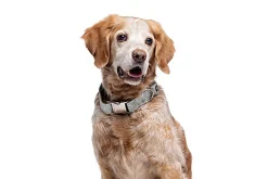 Gotoo - Collier Feuilles Vert pour Chien