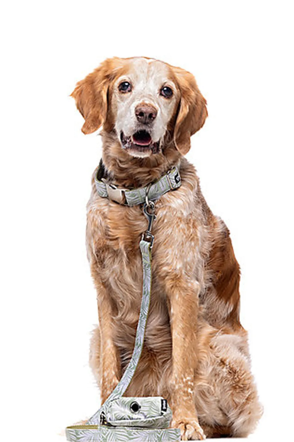 Gotoo - Collier Feuilles Vert pour Chien