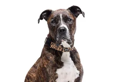 Gotoo - Collier Leopard pour Chien