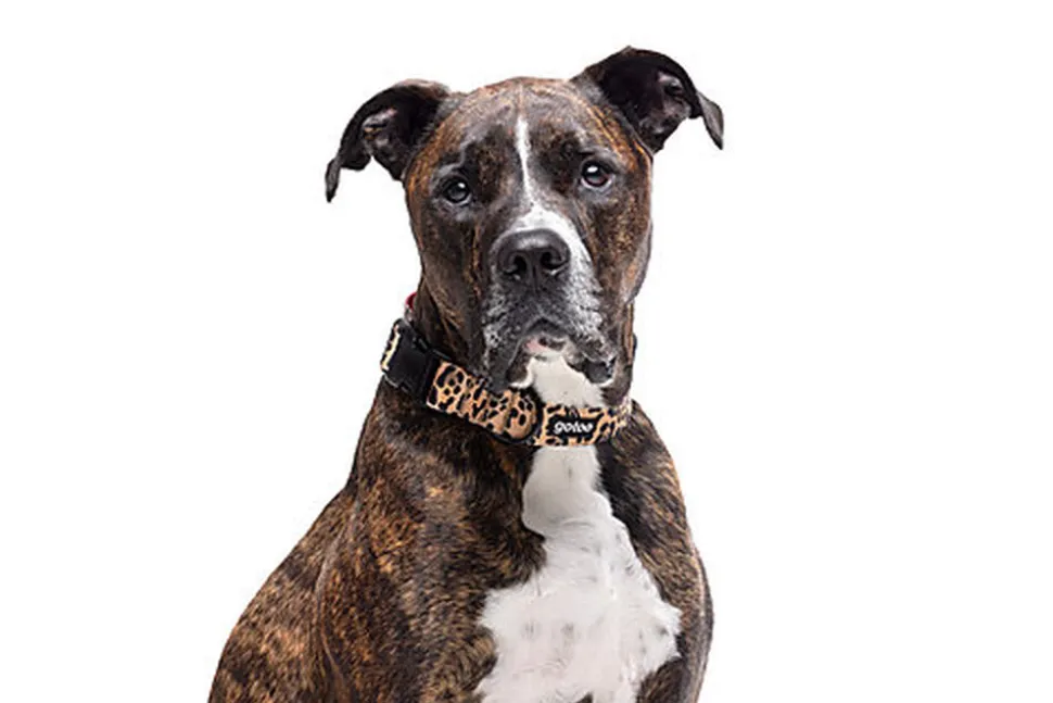 Gotoo - Collier Leopard pour Chien