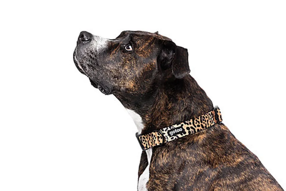 Gotoo - Collier Leopard pour Chien