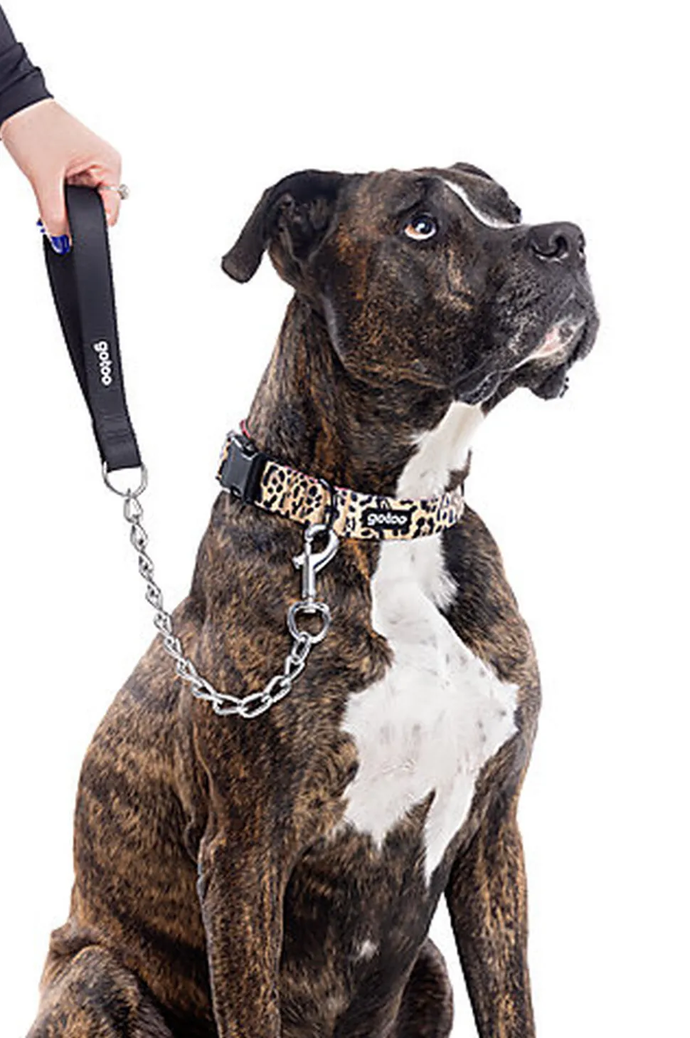 Gotoo - Collier Leopard pour Chien