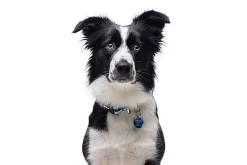 Gotoo - Collier Mesh Turquoise pour Chien