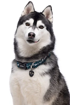 Gotoo - Collier Montagne pour Chien