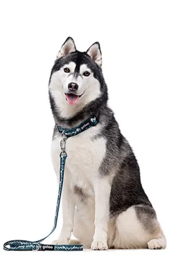 Gotoo - Collier Montagne pour Chien