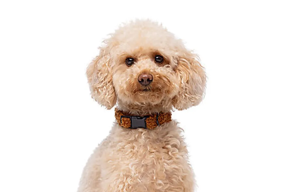 Gotoo - Collier Ourson Brun pour Chien