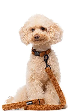 Gotoo - Collier Ourson Brun pour Chien