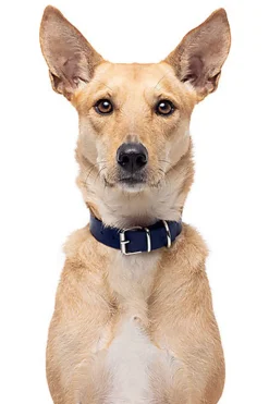 Gotoo - Collier Premium Biotane Bleu pour Chien