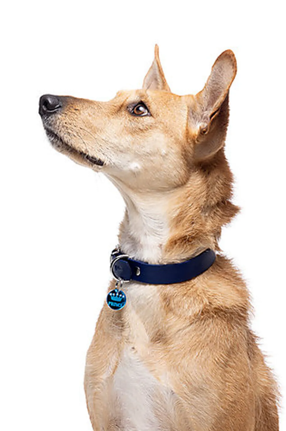 Gotoo - Collier Premium Biotane Bleu pour Chien