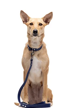 Gotoo - Collier Premium Biotane Bleu pour Chien