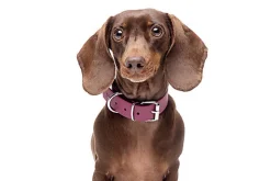 Gotoo - Collier Premium Biotane Bordeaux pour Chien