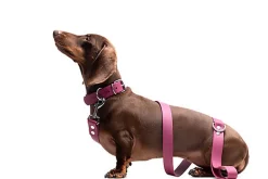 Gotoo - Collier Premium Biotane Bordeaux pour Chien