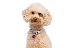 Gotoo - Collier Vichy Gris pour Chien