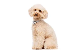 Gotoo - Collier Vichy Gris pour Chien