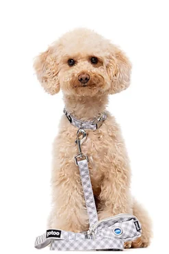 Gotoo - Collier Vichy Gris pour Chien