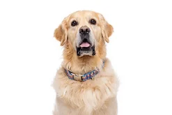 Gotoo - Collier ZigZag pour chien