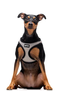 Gotoo - Harnais en Mesh Gris pour Chien