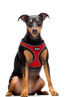 Gotoo - Harnais en Mesh Rouge pour Chien