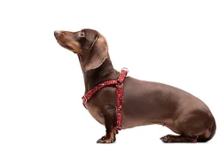 Gotoo - Harnais en Paisley Rouge pour chien