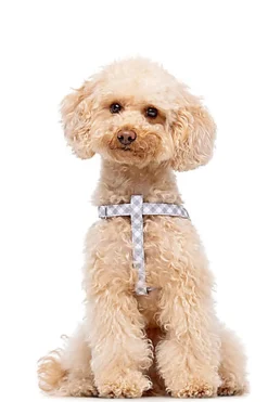 Gotoo - Harnais Vichy Gris pour Chien