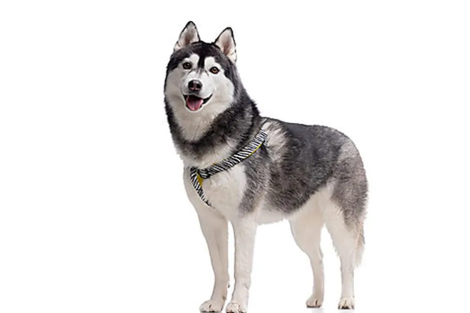 Gotoo - Harnais Zèbre pour Chien