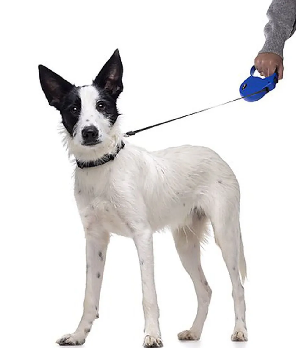 Gotoo - Laisse Enrouleur Bleu pour Chien