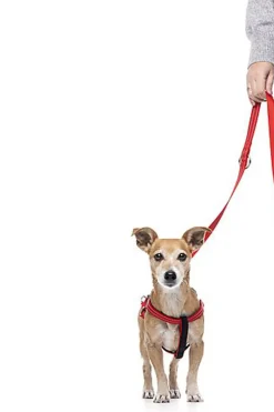 Gotoo - Laisse Essentials en Nylon Premium Rouge pour Chien