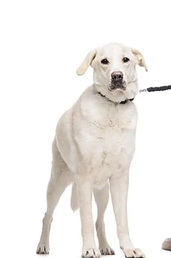 Gotoo - Laisse Essentials Double Noir pour Chien