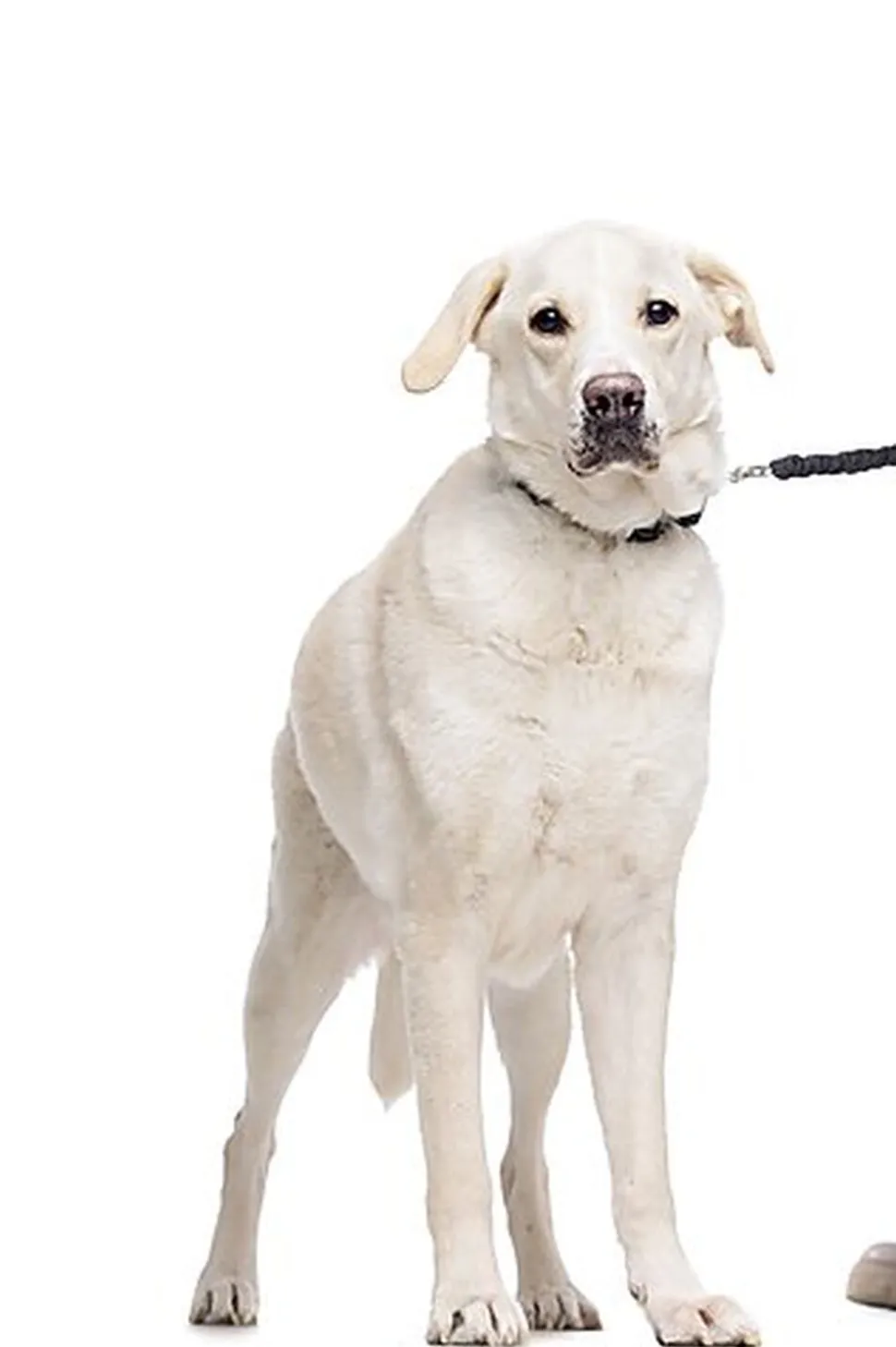 Gotoo - Laisse Essentials Double Noir pour Chien