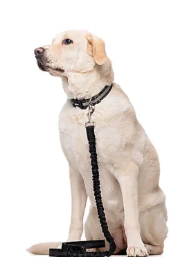 Gotoo - Laisse Essentials Double Noir pour Chien