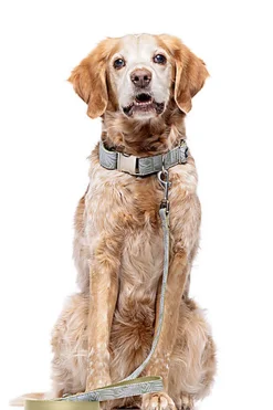 Gotoo - Laisse Feuilles Vert pour Chien