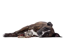 Gotoo - Laisse Léopard pour Chien