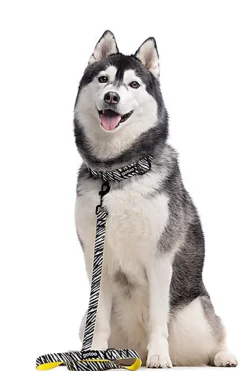 Gotoo - Laisse Zèbre pour Chien