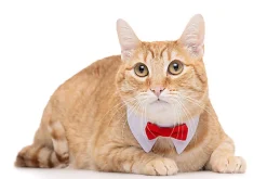 Gotoo - Nœud Papillon pour Chat