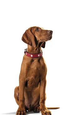 Hunter - Collier Swiss en Cuir de Bœuf Rouge et Noir