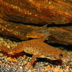 JBL - Aliment en Granulés Pronovo LOTL GRANO M pour Poissons Tropicaux - 250ml