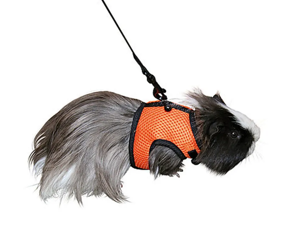 Kerbl - Harnais + Laisse de Sport pour Cochon d'inde - 120cm