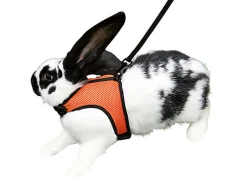 Kerbl - Harnais + Laisse de Sport pour Lapin - 120cm