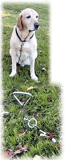 Kerbl - Laisse d'Attache avec Ancrage pour Chien