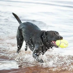 KONG - Jouet AirDog Squeaker Football