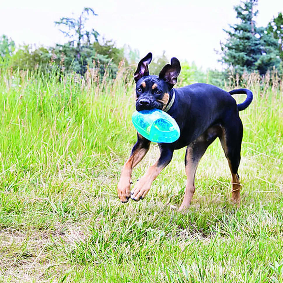 KONG - Jouet Balle Jumbler Foot pour Chien