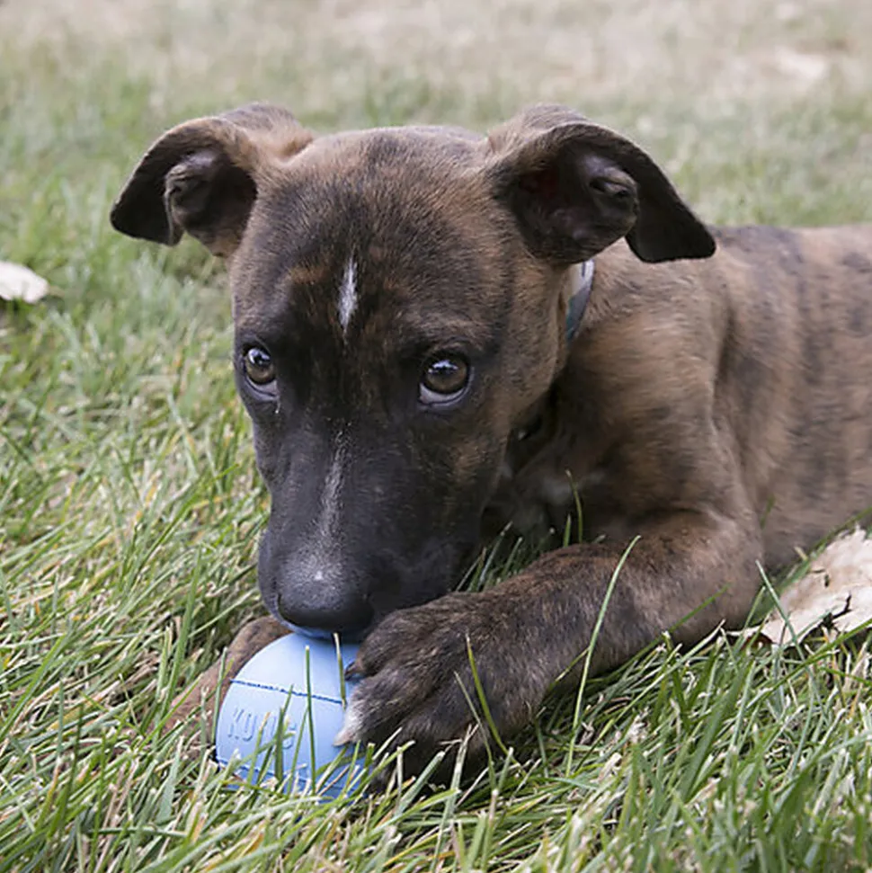 KONG - Jouet Balle Puppy Ball pour Chiot