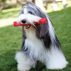 KONG - Jouet Balle Squeezz Ball pour Chiens