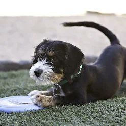 KONG - Jouet Frisbee Puppy Flyer pour Chiots